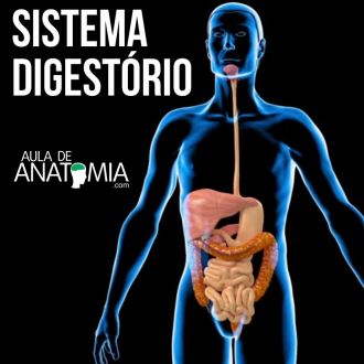 Sistema Digestrio